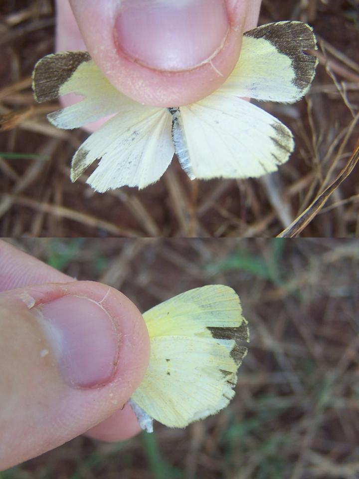 FIGURE 2 FIGURE 2